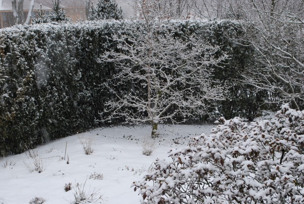 yews-in-winter.jpg