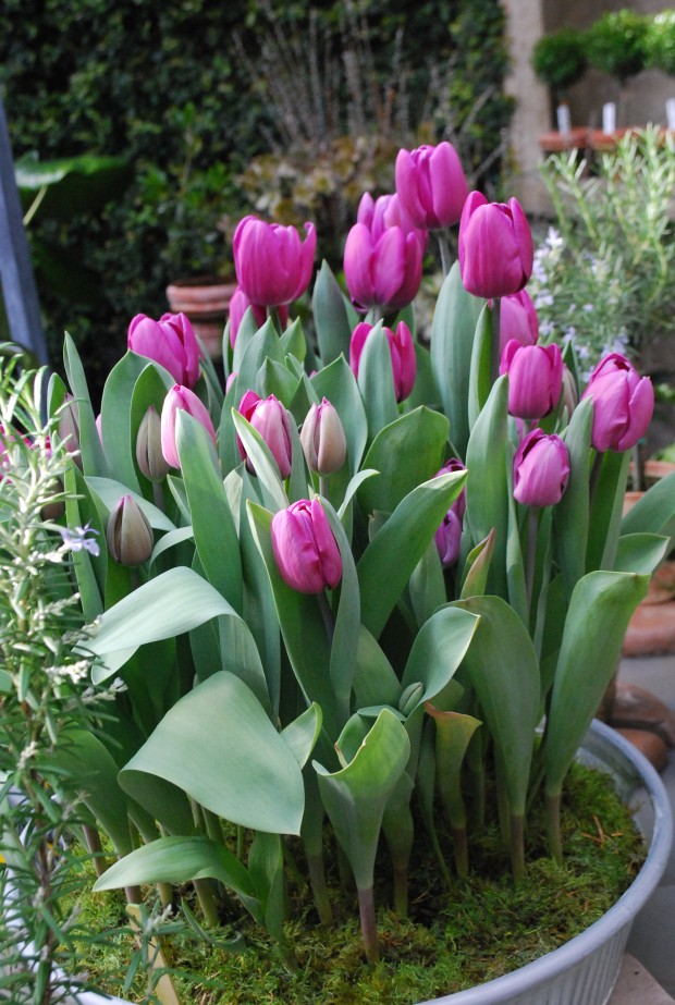 pot-of-tulips.jpg