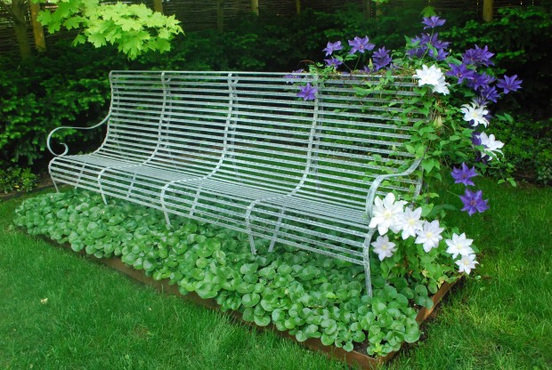 clematis-on-the-bench.jpg