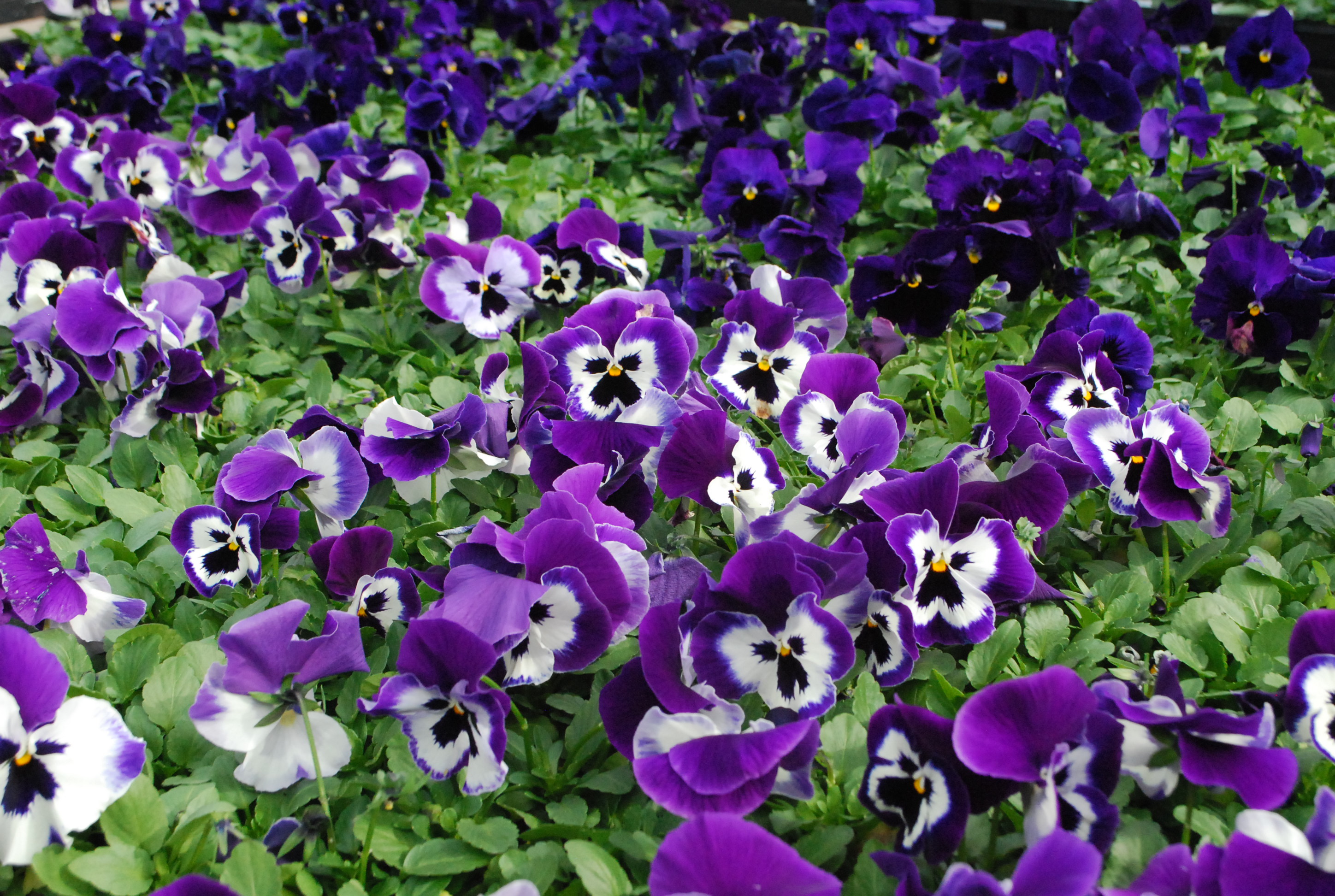 At A Glance: Spring Purple | Deborah Silver & Co.