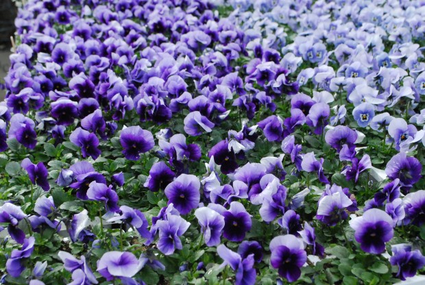 purple-violas.jpg