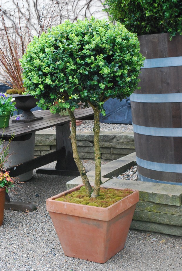 double-trunked-boxwood-topiary.jpg