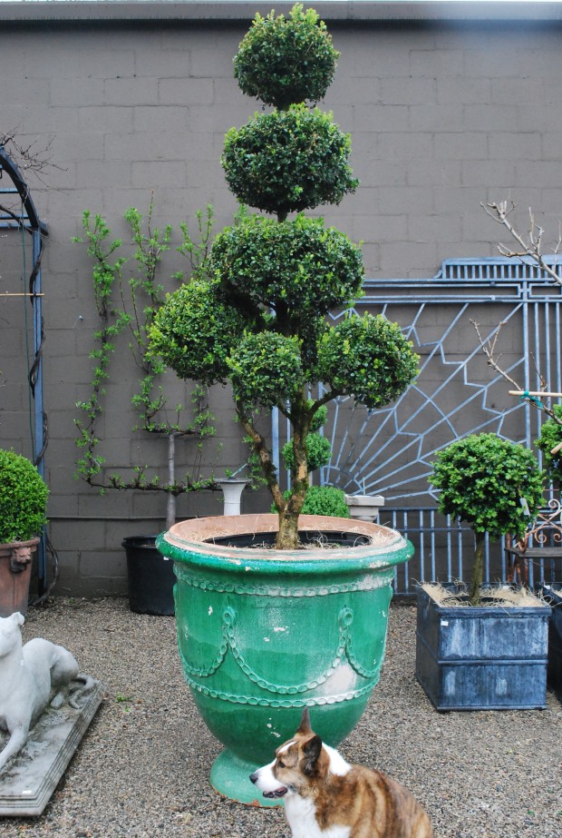 Iseli-style-boxwood-topiary.jpg