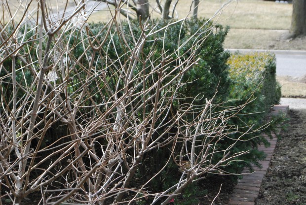 pruning-hydrangeas.jpg