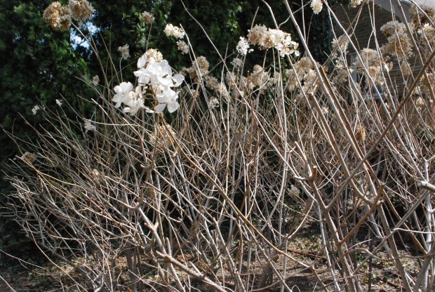 pruning-hydrangeas.jpg