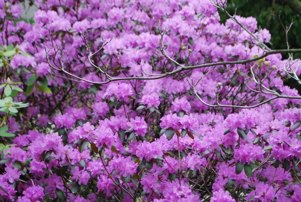 pjm-rhododendron.jpg