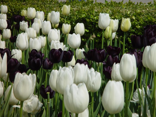 queen-of-the-night-tulips.jpg