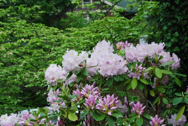 rhododendron-blooming.jpg