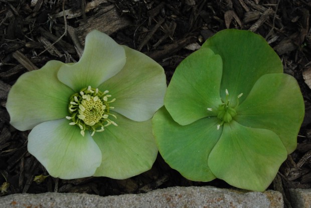 early-and-late-green-hellebore-flowers.jpg