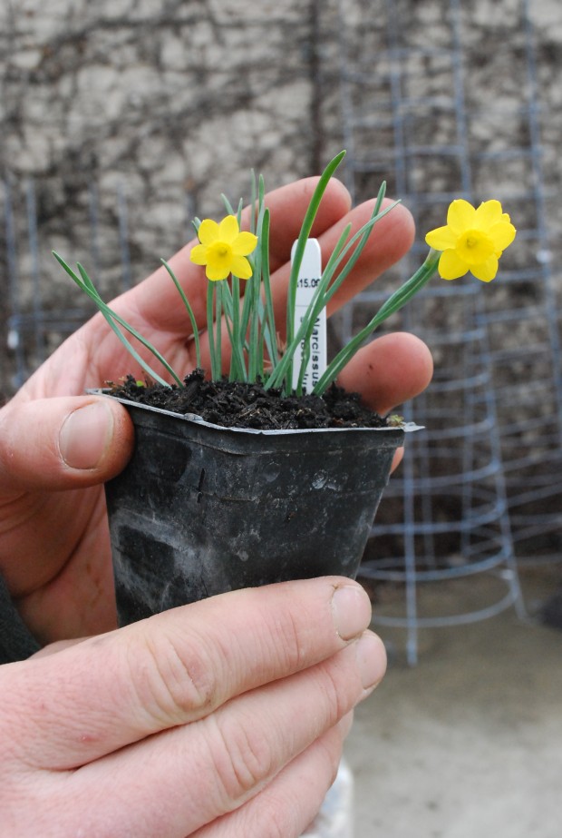 miniature-alpine-daffodil.jpg