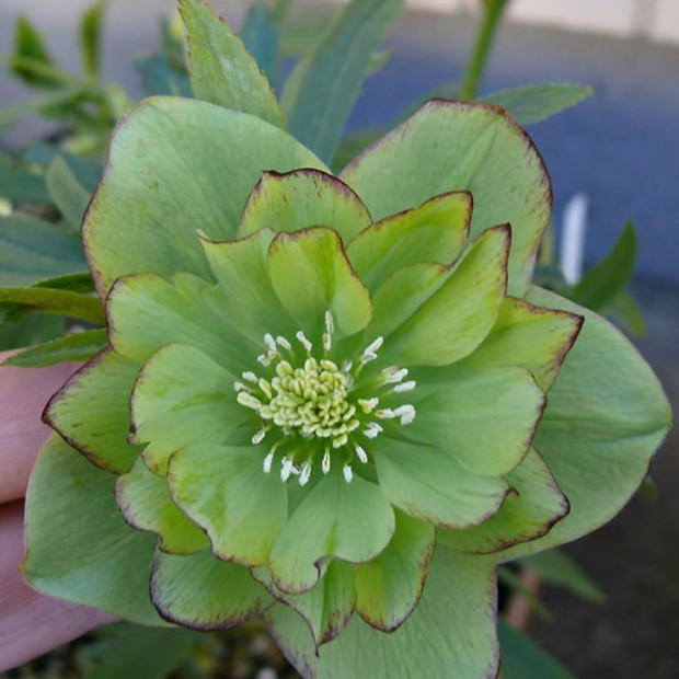 double-green-hellebore-with-red-edges.jpg