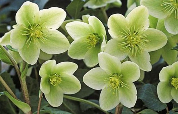 pale-green-helleborus-orientalis.jpg