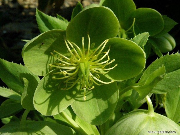 helleborus-corsicus.jpg