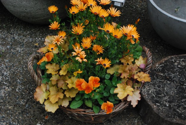 spring-container-planting.jpg