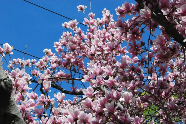 saucer-magnolia.jpg