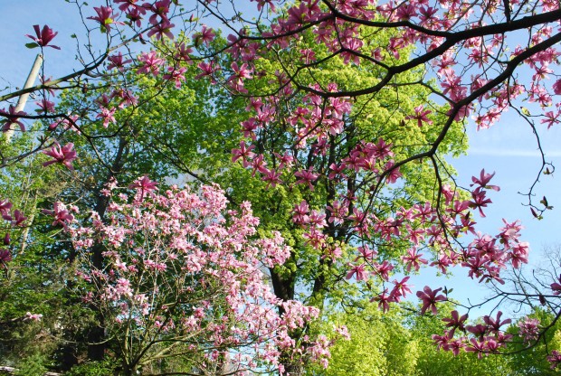 magnolias-and-maples.jpg