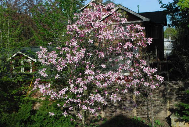 galaxy-magnolia.jpg