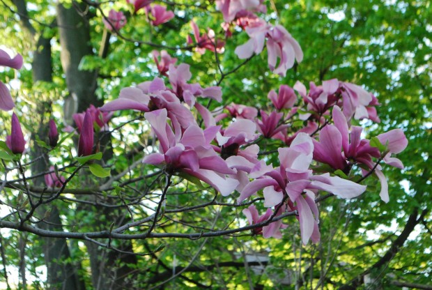 galaxy-magnolia.jpg