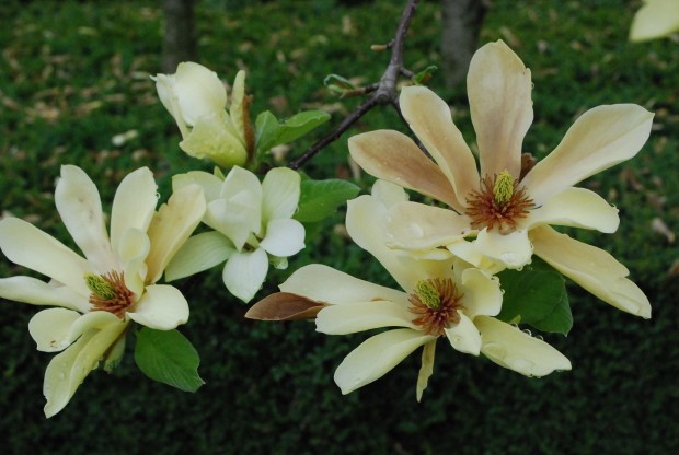 magnolia-butterflies.jpg