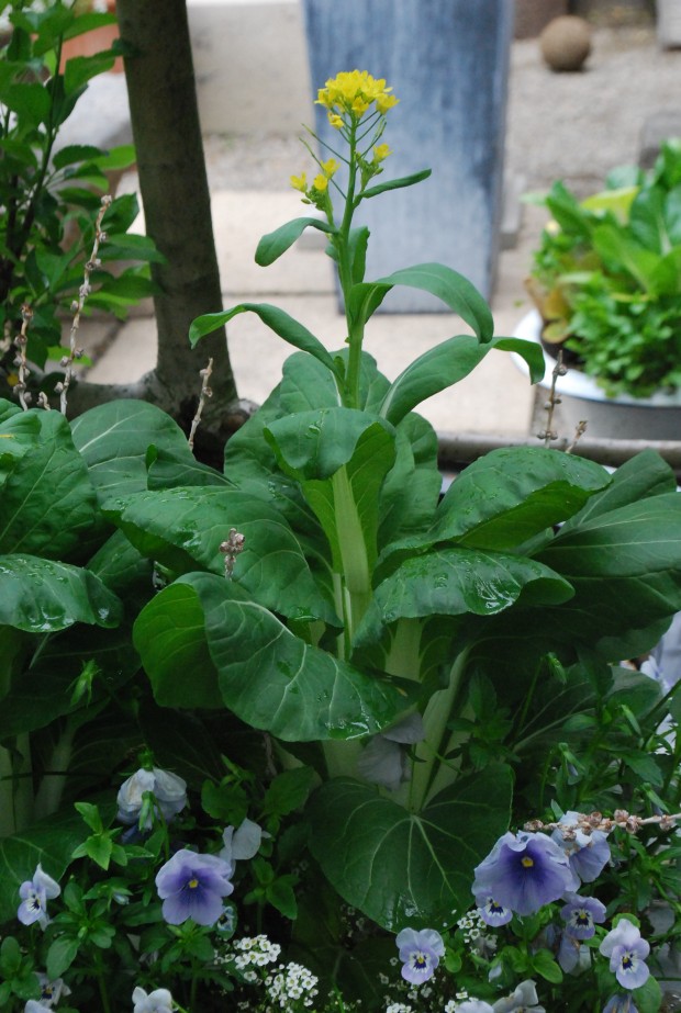 bok-choy-blooming.jpg