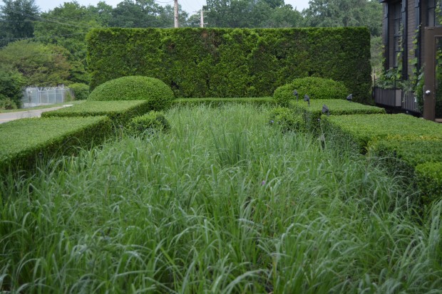pruning-a-boxwood-hedge