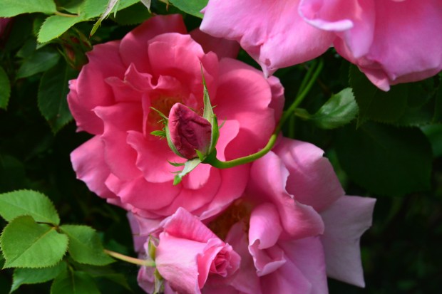 carefree-beauty-rose.jpg