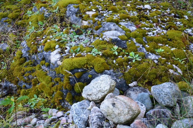 mossy-rocks.jpg