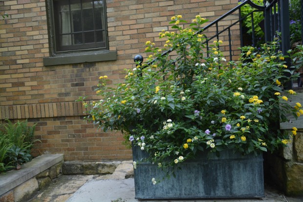 container-with-lantana.jpg