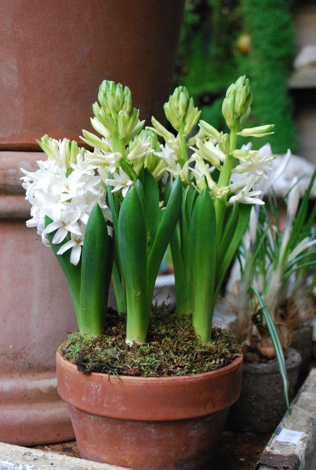 white-hyacinths.jpg