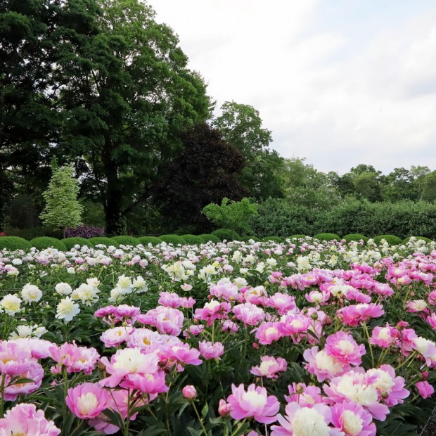 Martha's-peonies.jpg