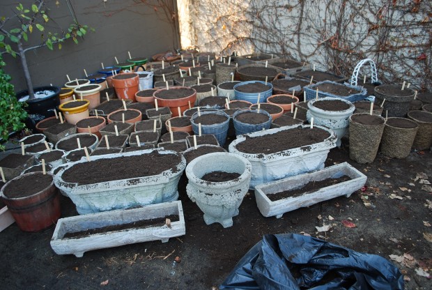 spring-flowering-bulbs-in-pots.jpg