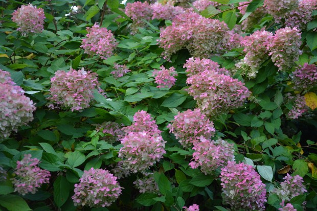 fall-color-on-hydrangeas.jpg