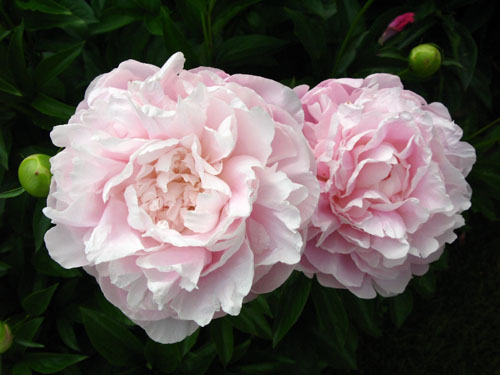 pale-pink-peonies-in-full-bloom