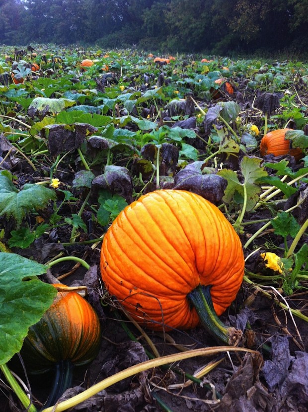 pumpkin-patch.jpg