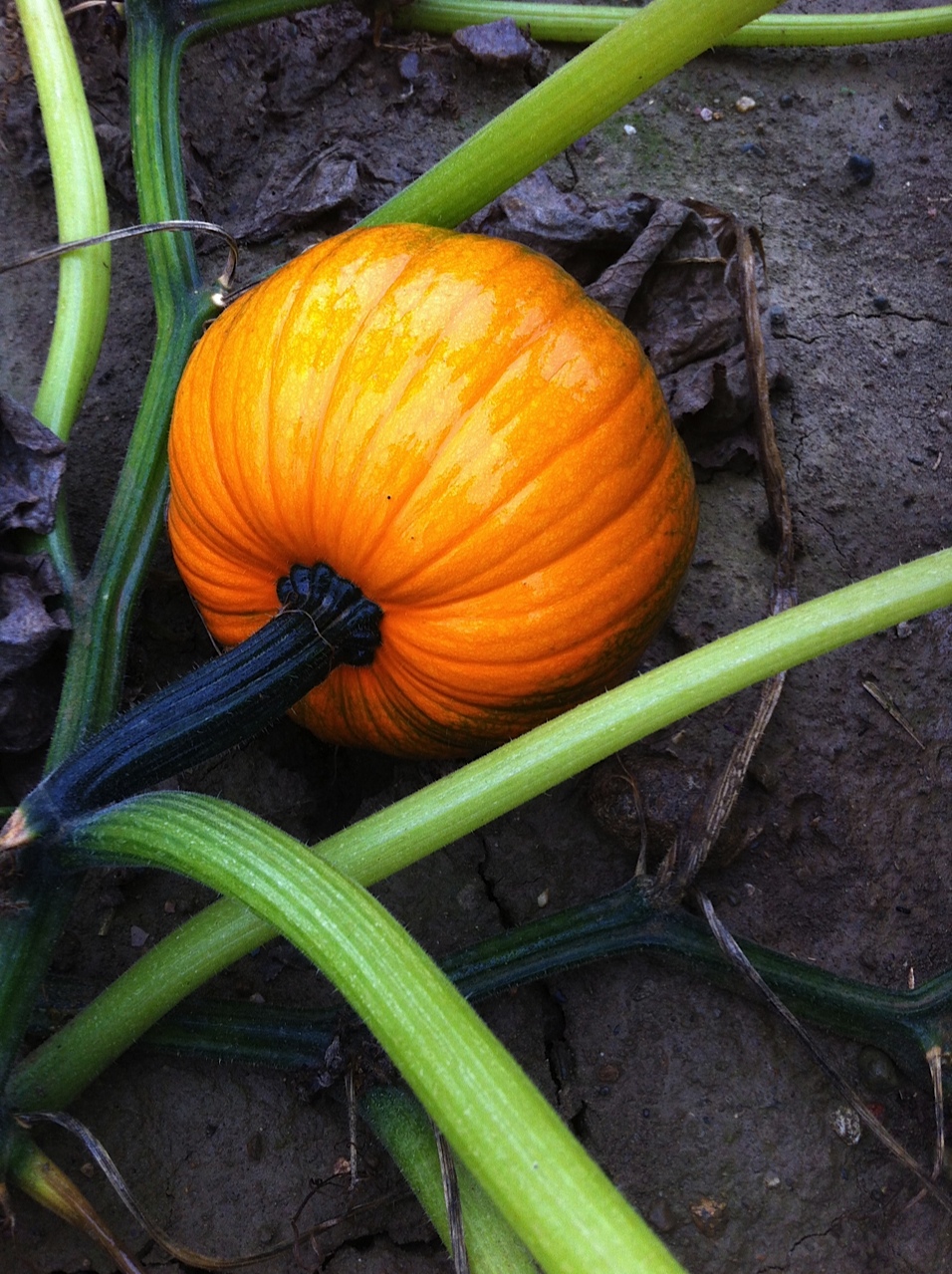 The Pumpkin Patch | Deborah Silver & Co.