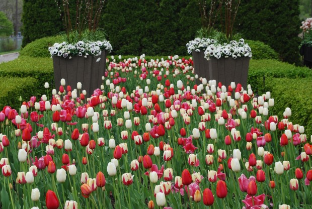 tulips-blooming.jpg