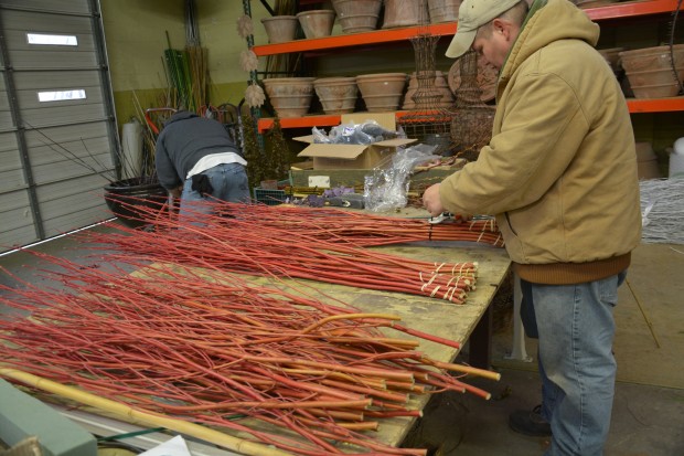 red-twig-dogwood.jpg