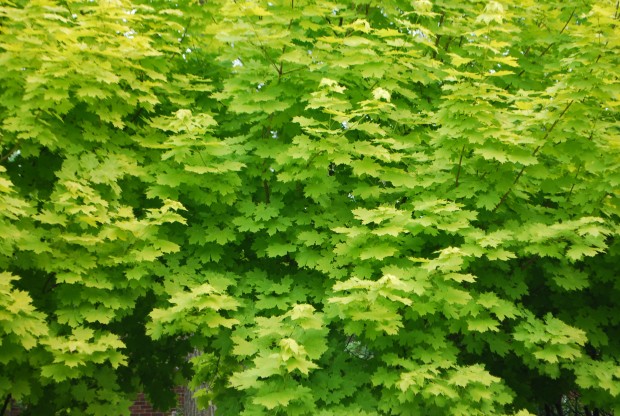 green-leaves.jpg