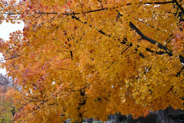 maple-fall-color.jpg