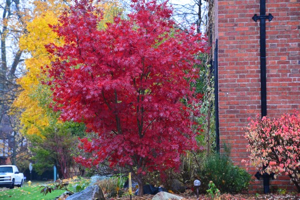 Japanese-maple-in-the-fall.jpg