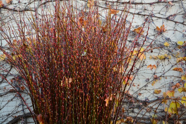 red-bud-pussy-willow.jpg