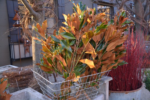 30-inch-tall-Brown-Bracken-magnolia-stems.jpg