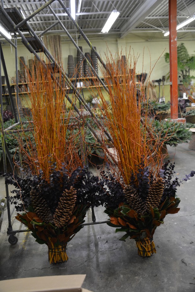 straight-and-curly-copper-willow.jpg