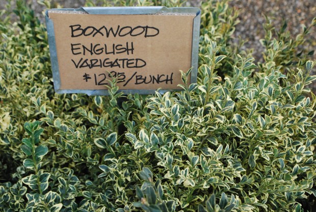 English-variegated-boxwood.jpg