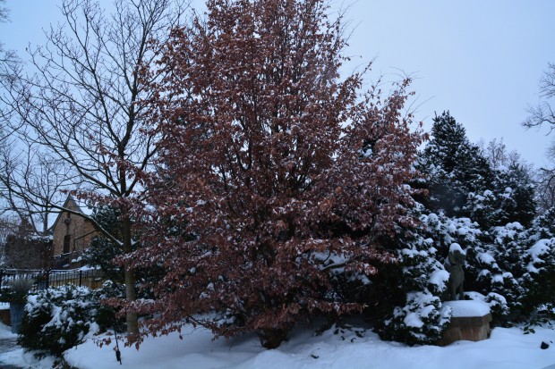 parrotia-in-winter.jpg