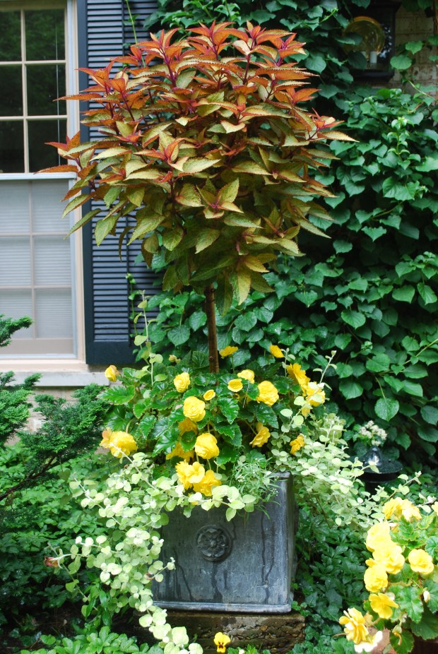 coleus-topiary.jpg