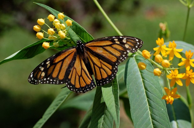 Monarch_Butterfly_Danaus_plexippus_on_Milkweed_Hybrid_2800px