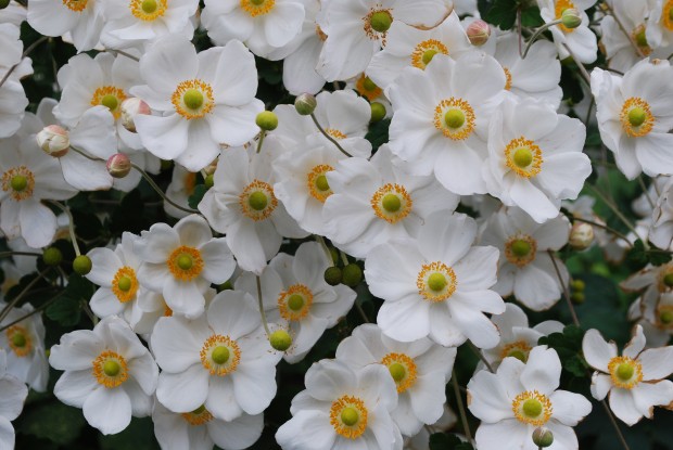 white-Japanese-anemone.jpg