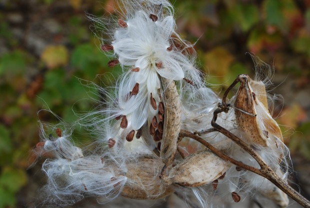 ripe-milkweed-seeds.jpg