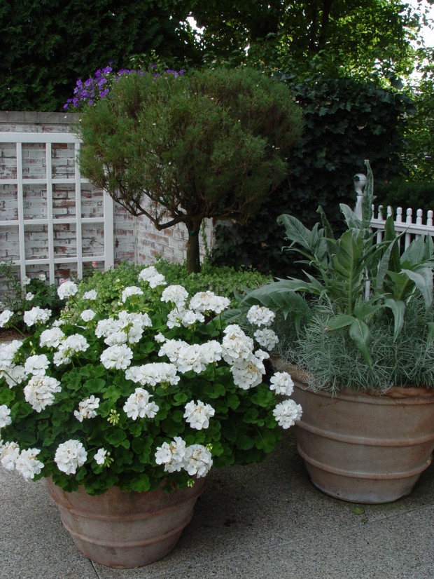 white-geraniums.jpg